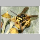 Vespula germanica - Deutsche Wespe - 06a am Efeu.jpg